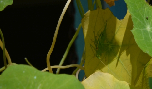 Kleine groene sabelsprinkhaan